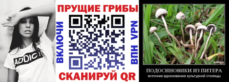 Псилоцибиновые грибы прущие грибы  shop какой сайт  Соль-Илецк 